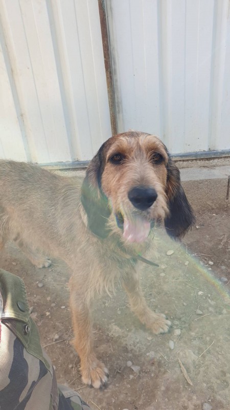 Mako Griffon mâle de 3ans à adopter vers Aix-en-Provence