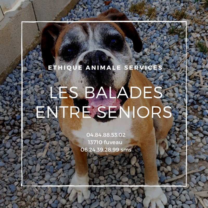 balade et promenade pour chiens âgés seniors sociabilisation sortie canine campagne ethique animale services animaix aix marseille gardanne fuveau