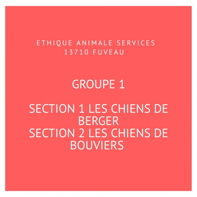 les différentes races de chien comment choisir son chien les races du groupe 1 SCC chiens de bergers chiens de bouviers