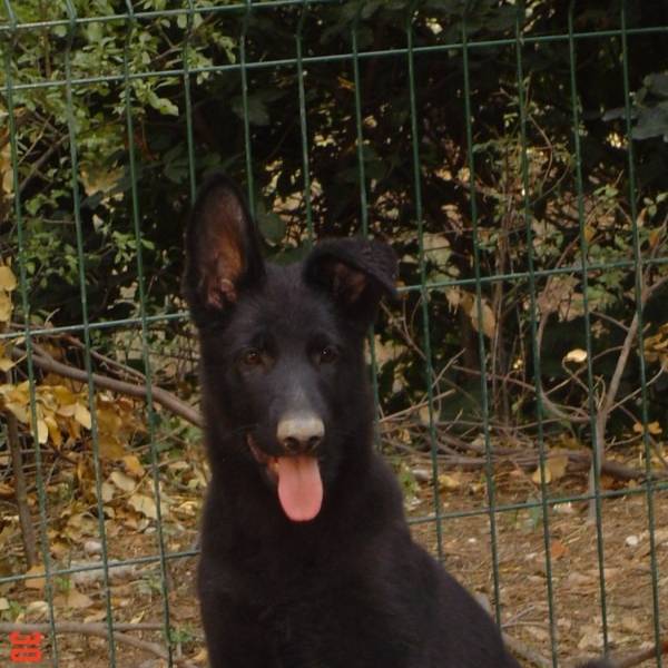 2 chiots femelles noires Berger Allemand au chenil Rossi à Fuveau