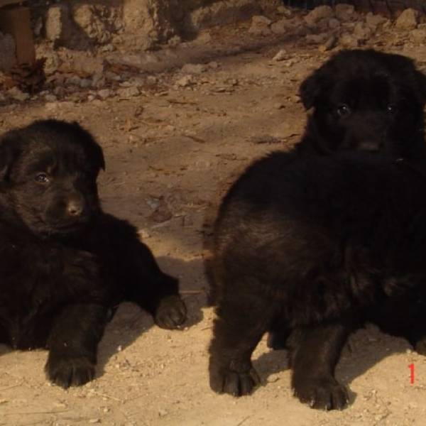 2 chiots femelles Bergers Allemands lof encore disponibles au chenil Rossi à Fuveau