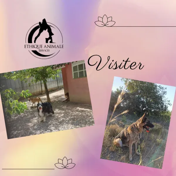 Les visites de la pension pour animaux de Fuveau proche de Gardanne