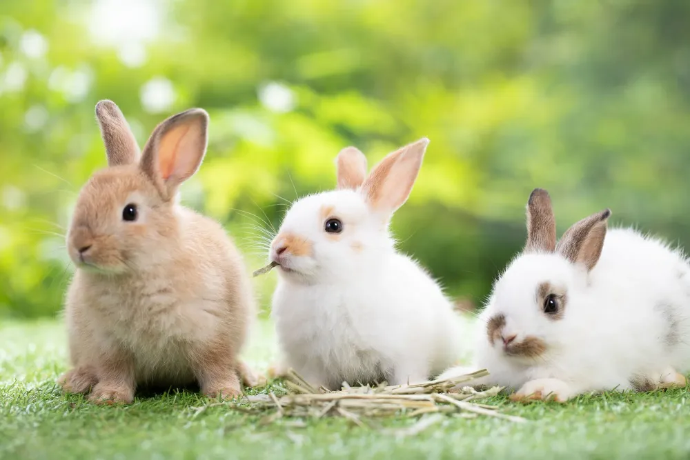 Garde de NAC à Fuveau