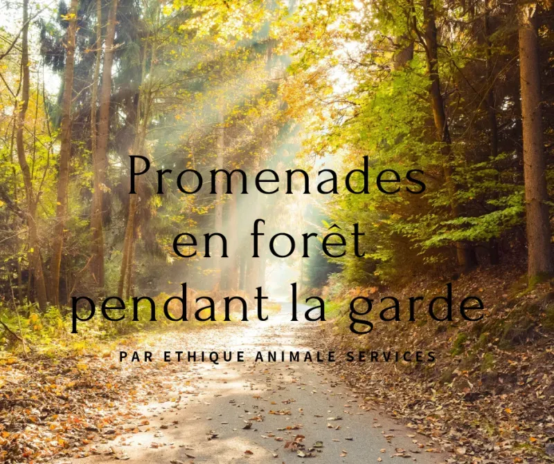 Les promenades de votre chien pendant sa garde en pension