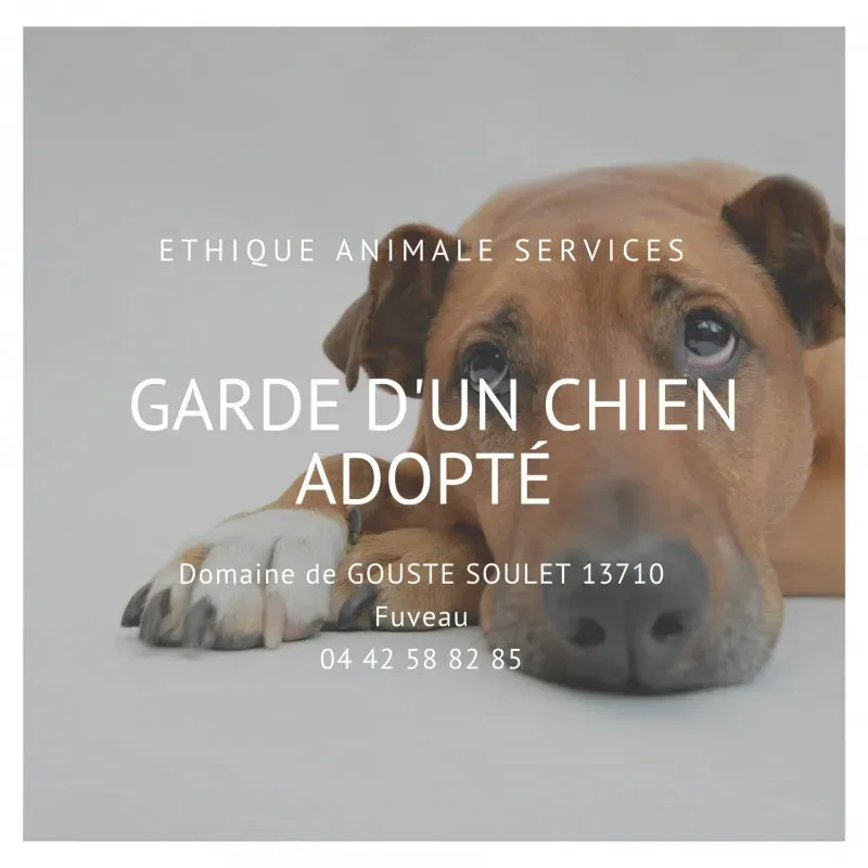 Faire garder un chien que vous avez adopté, un chien craintif ou qui a été maltraité sur Fuveau entre Aix et Marseille