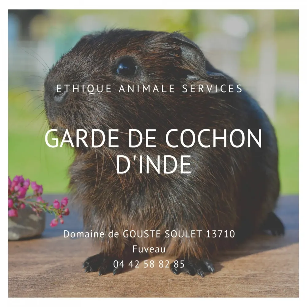 Faire garder son cochon d'inde pendant les vacances à Fuveau entre Trets et Gardanne