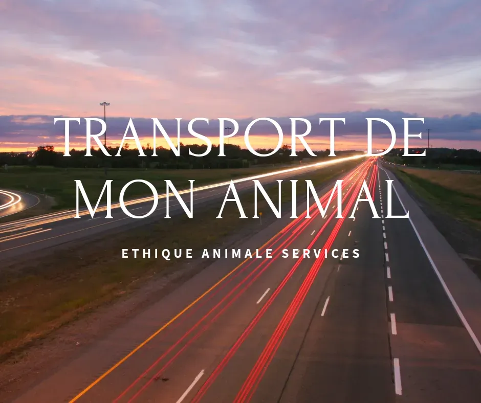 Transport de mon animal taxi dog taxi animalier entre Aix-en-Provence et Marseille