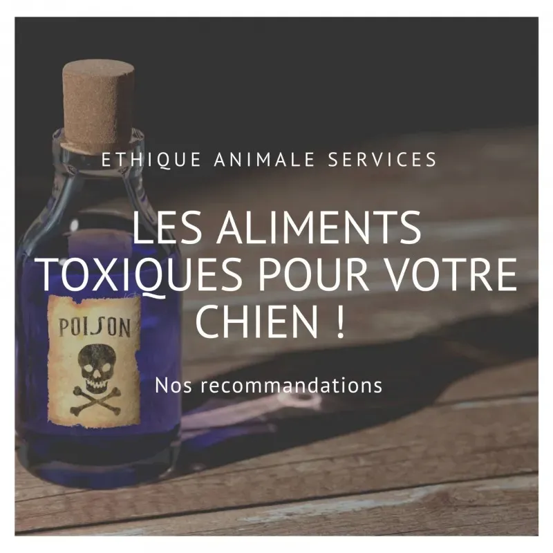 Les aliments toxiques pour les chiens et les chats