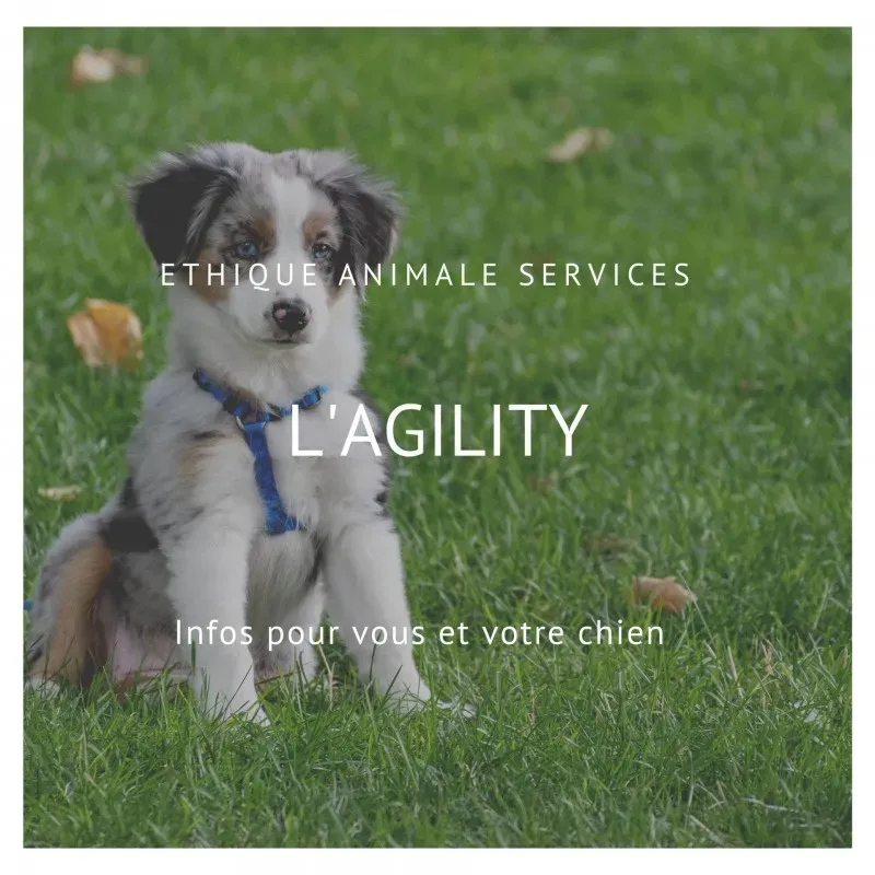 L'AGILITY, un sport canin accessible à tous !