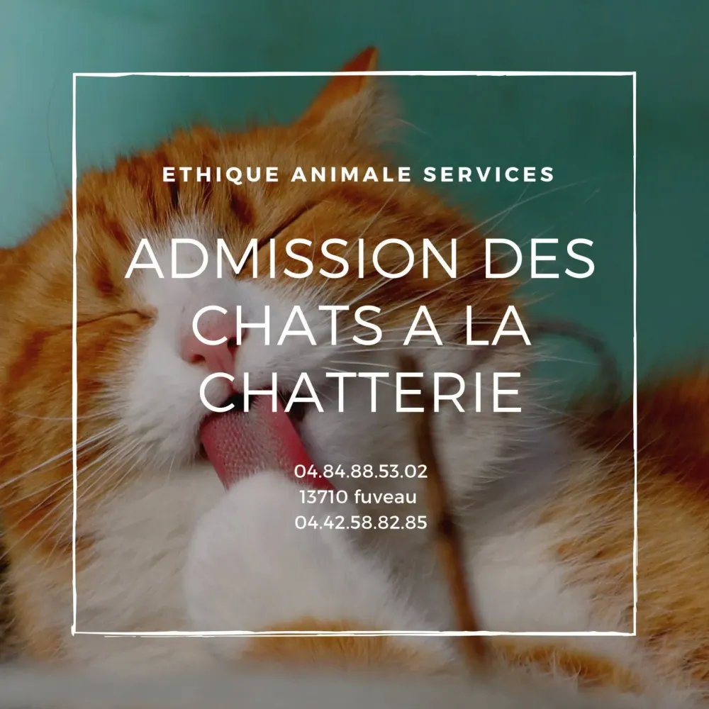 Conditions pour faire garder son chat à la chatterie Rossi de Fuveau entre Trets et Bouc-Bel-Air