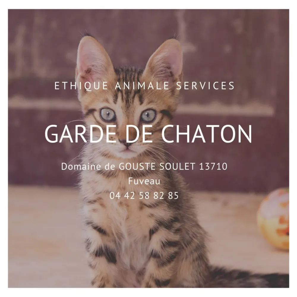 Faire garder son chaton en pension féline à Fuveau entre Aix-en-Provence et Marseille