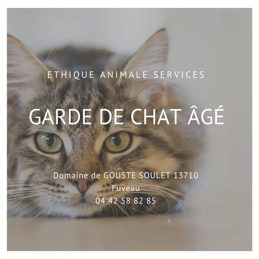 Faire garder son chat âgé ou convalescent vers Gardanne