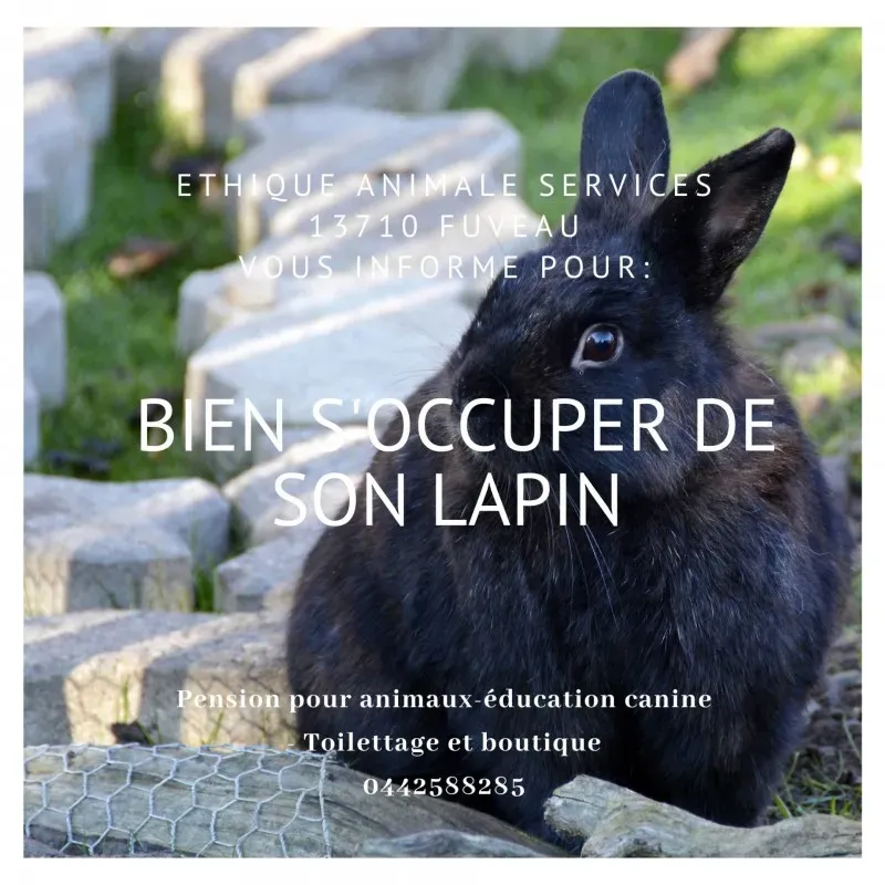 Comment prendre bien soin de son lapin avec nos conseils