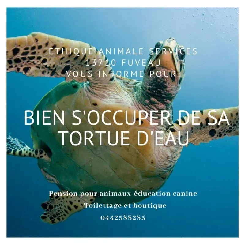 Comment s'occuper d'une tortue d'eau? Aide et conseils