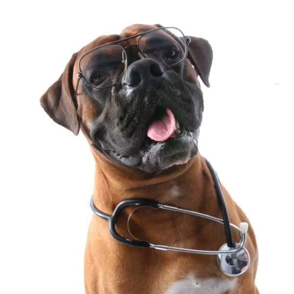 Les vétérinaires sanitaires qui suivent l'hôtel Rossi ETHIQUE ANIMALE SERVICES