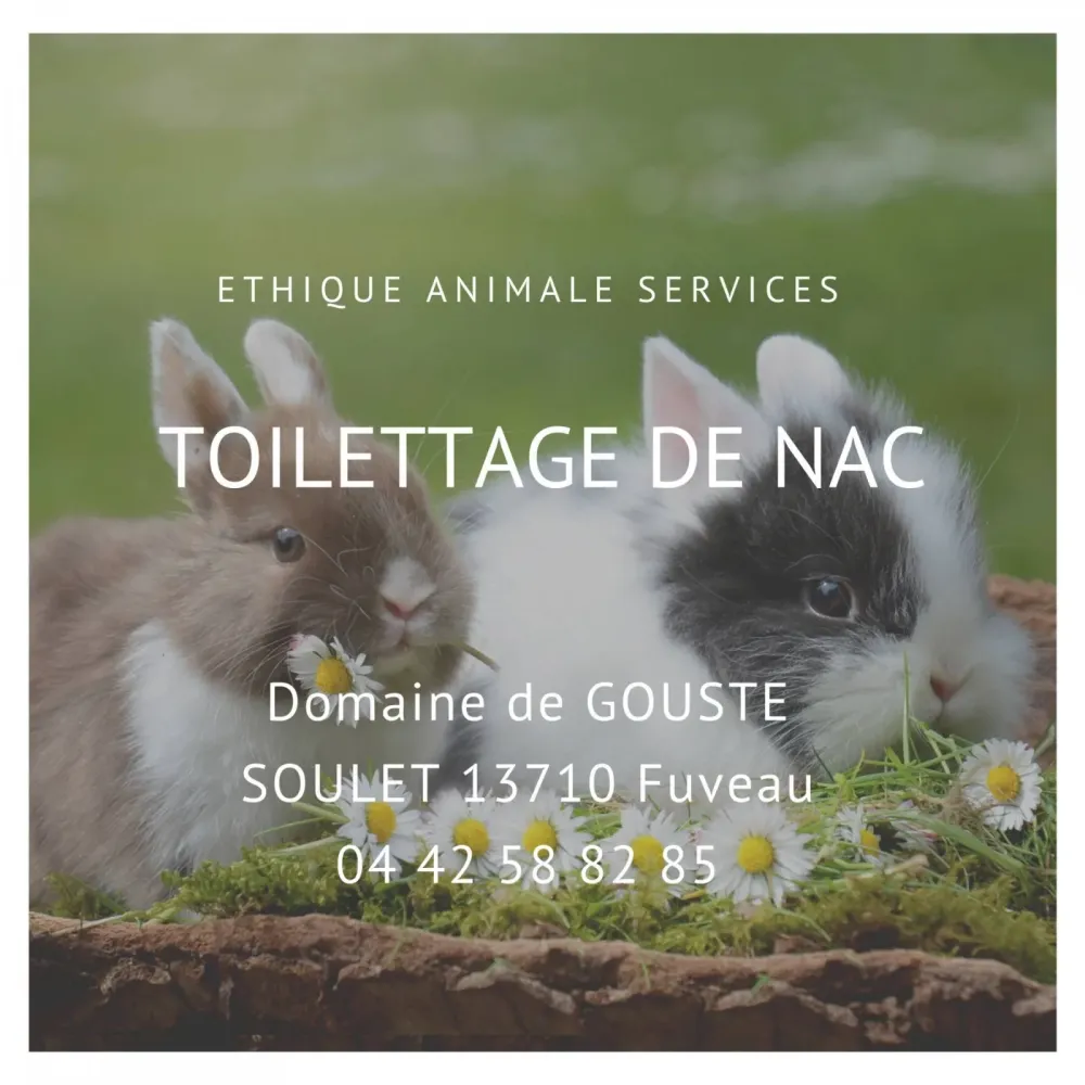 Faire toiletter son lapin à Fuveau entre Gardanne et Trets