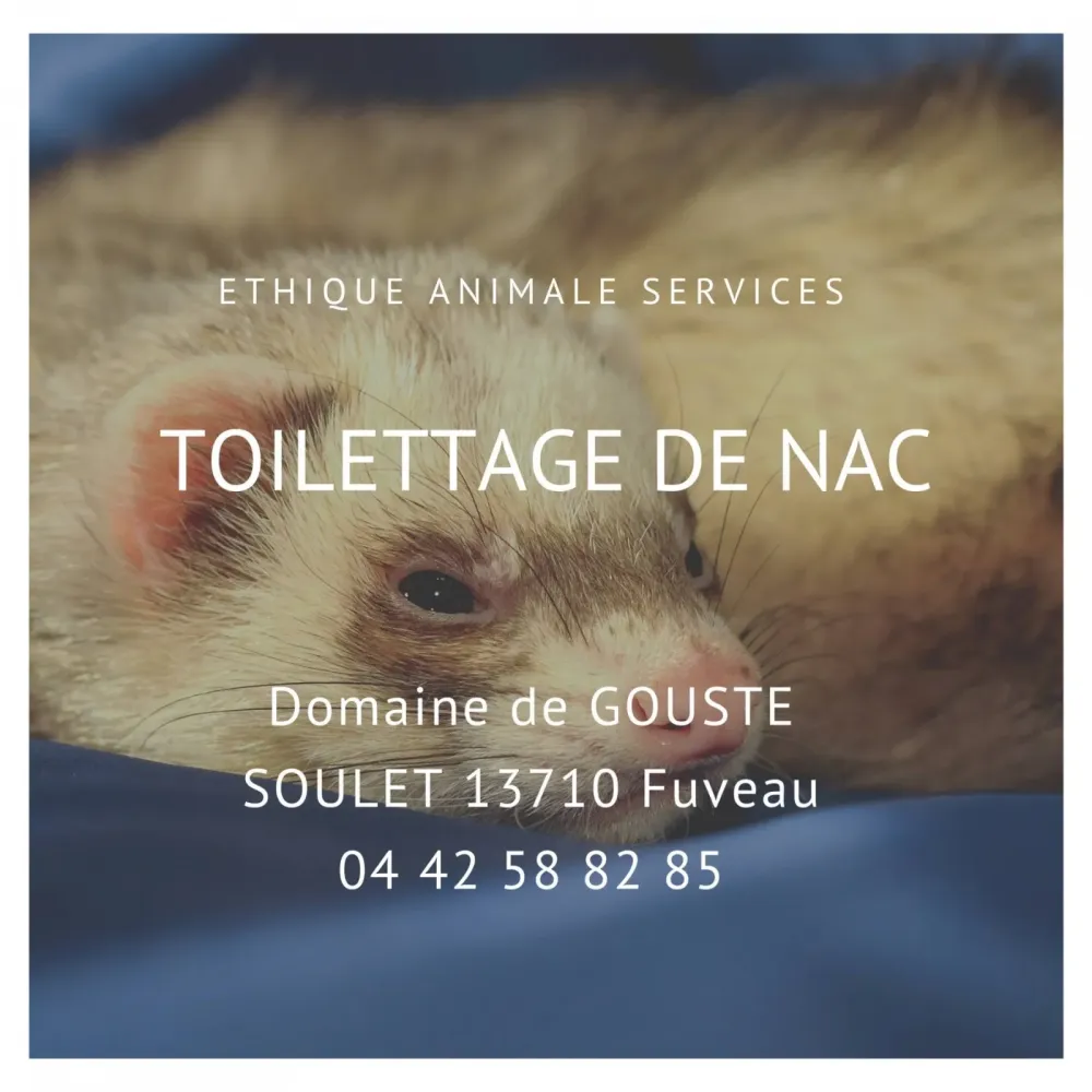 Faire toiletter son furet à Fuveau entre Aix et Marseille