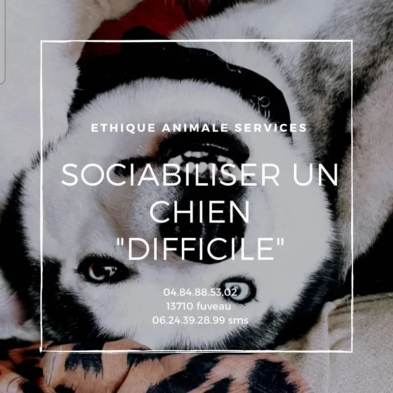 Sociabiliser son chien adulte “difficile” avec les congénères à Fuveau