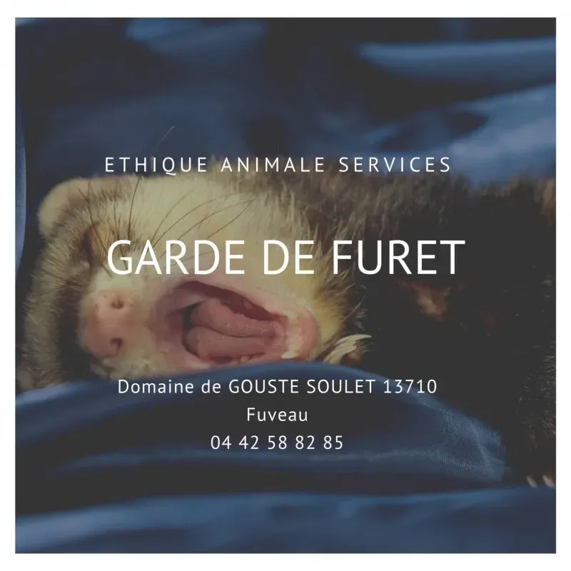 Faire garder son furet pendant les vacances à Fuveau
