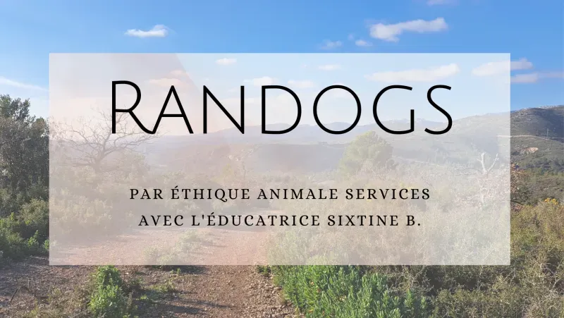 LES RANDOGS par éthique animale Services - Randonnées canine en région PACA