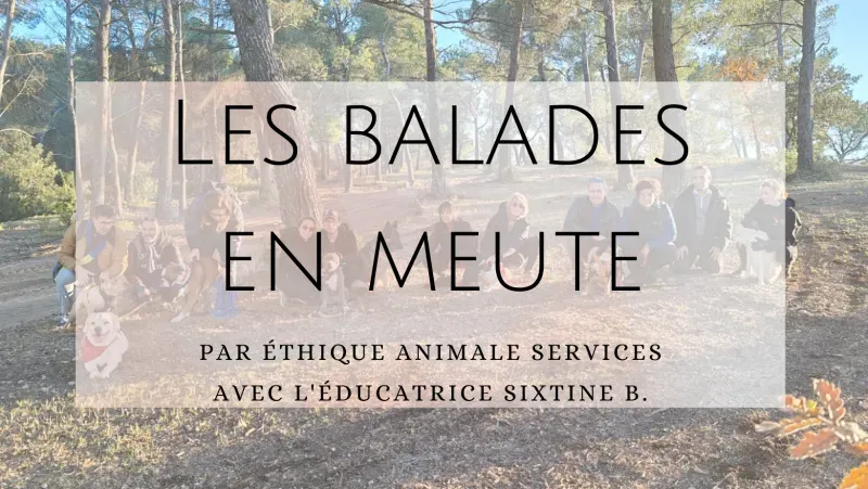 Les promenades en meute pour socialiser son chien sur Fuveau